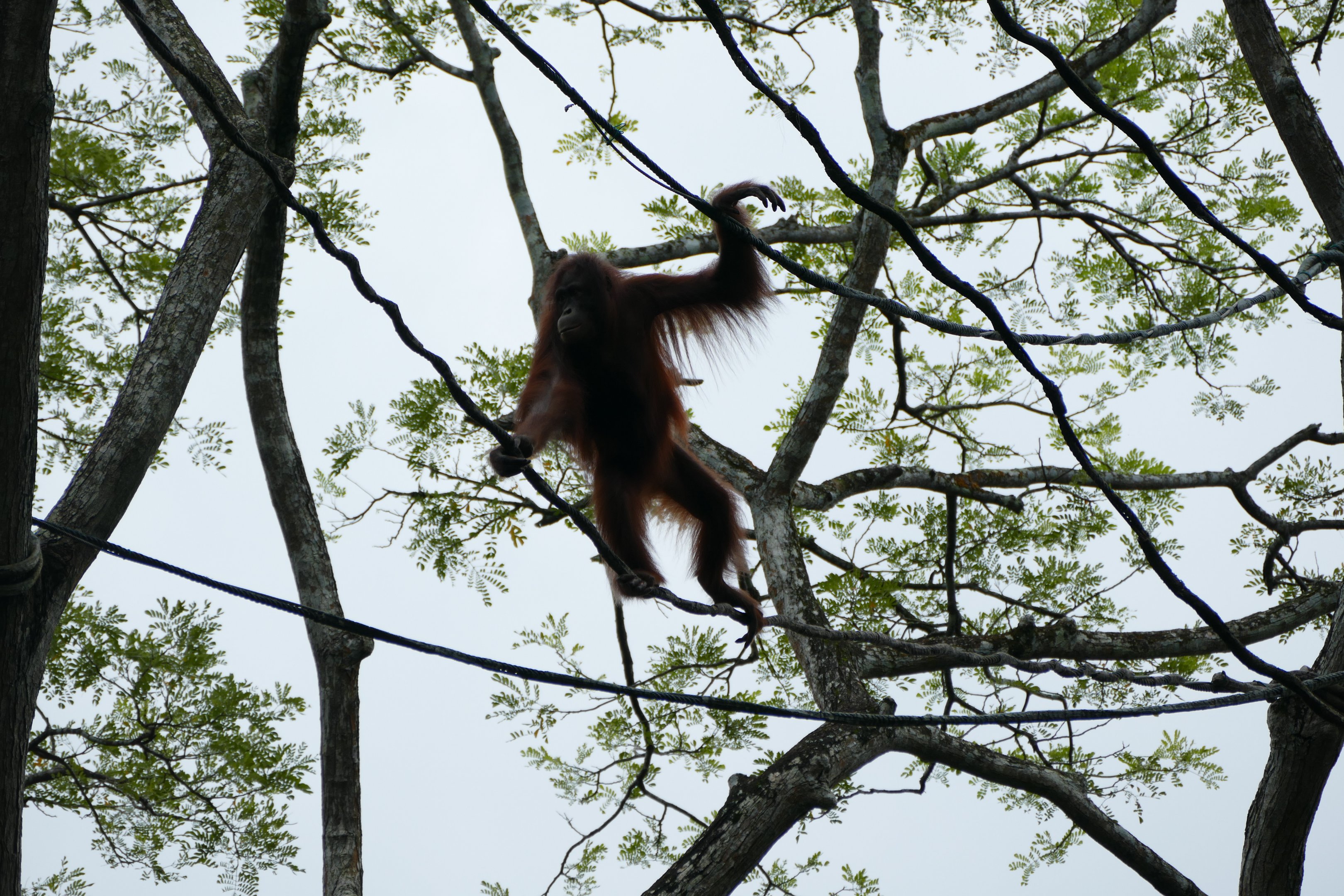 Free ranging Orang Utan high in a tree