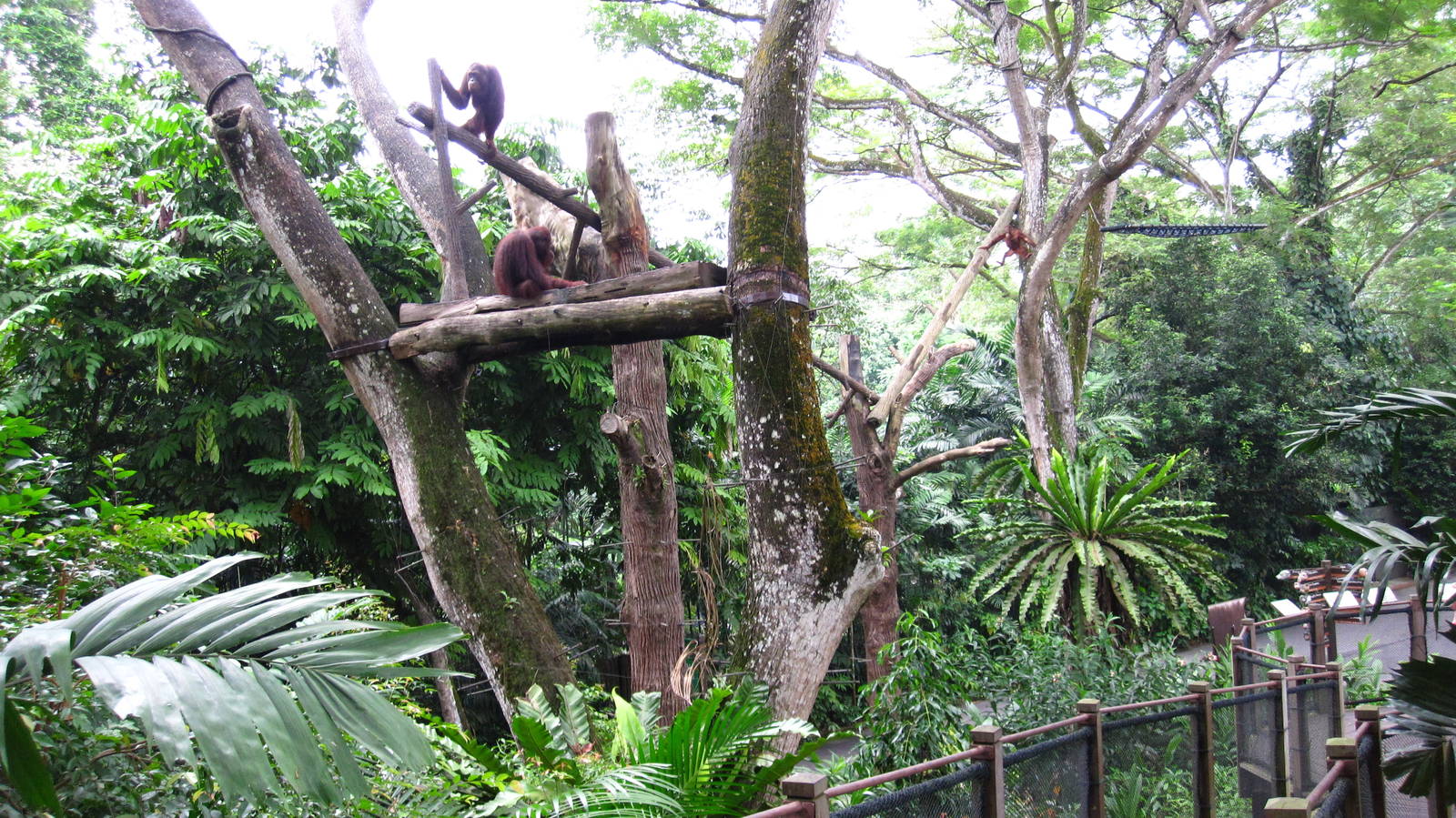 Free-ranging Orang Utans, Singapore Zoo