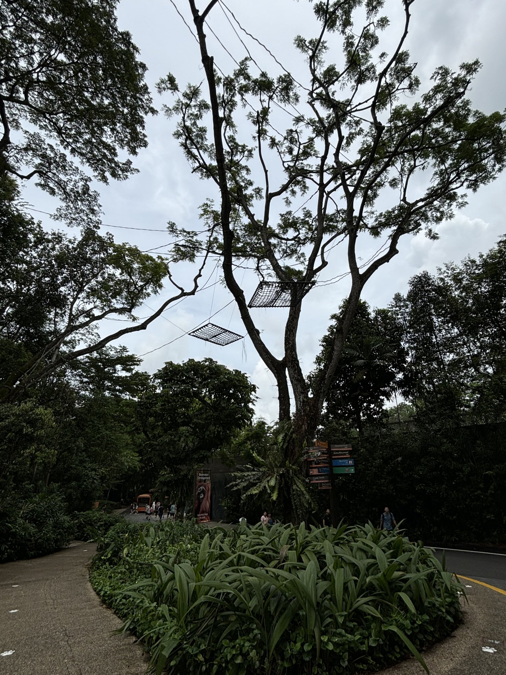 Free-ranging Orangutan Area