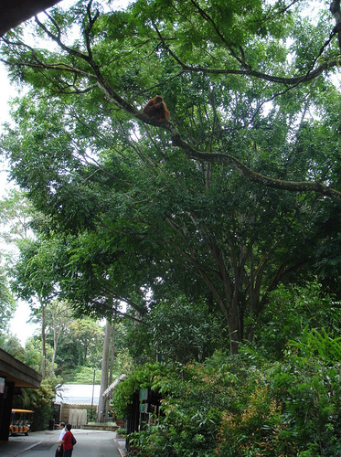 Free-ranging Orangutan, Singapore Zoo