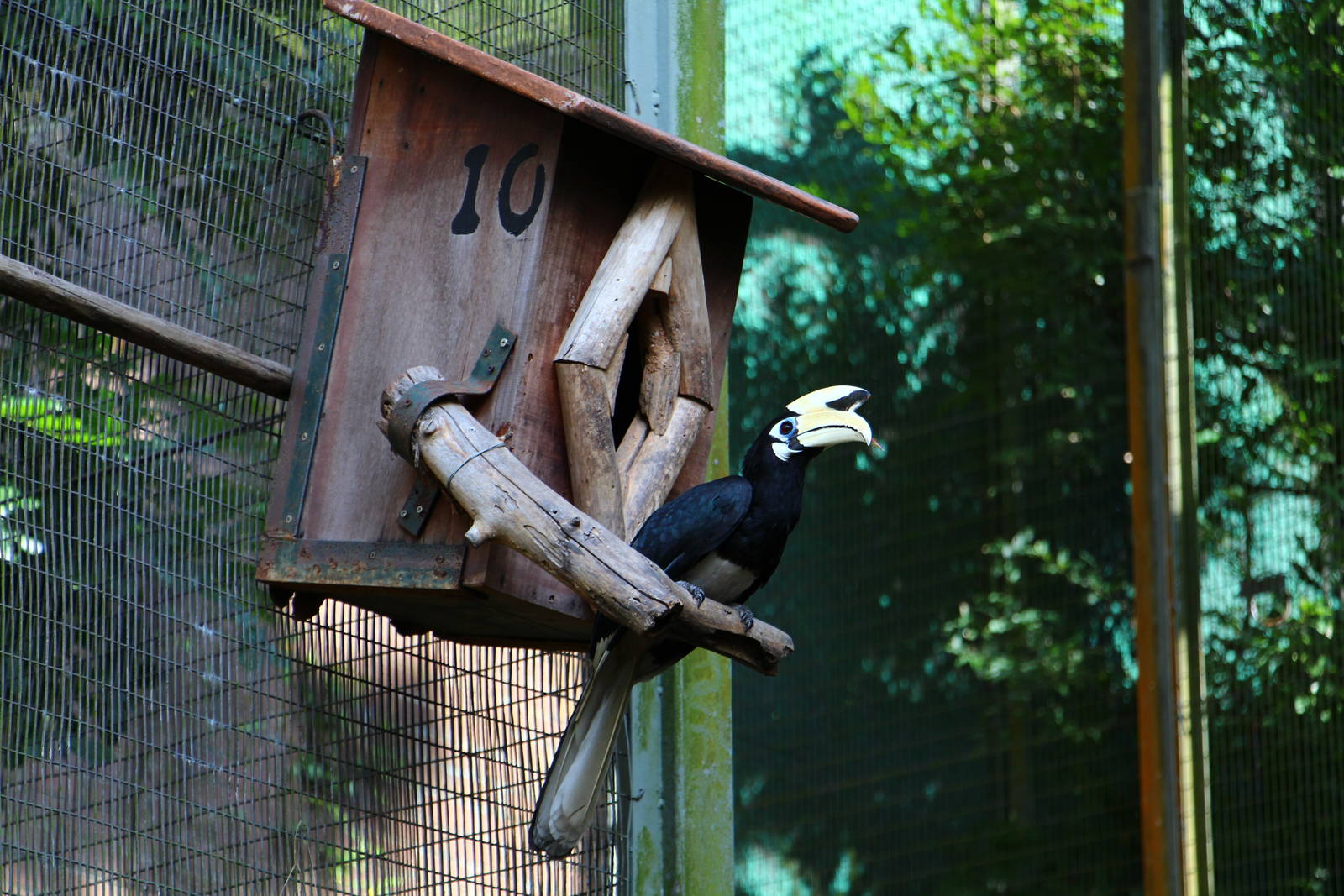 Free-ranging Oriental Pied Hornbill