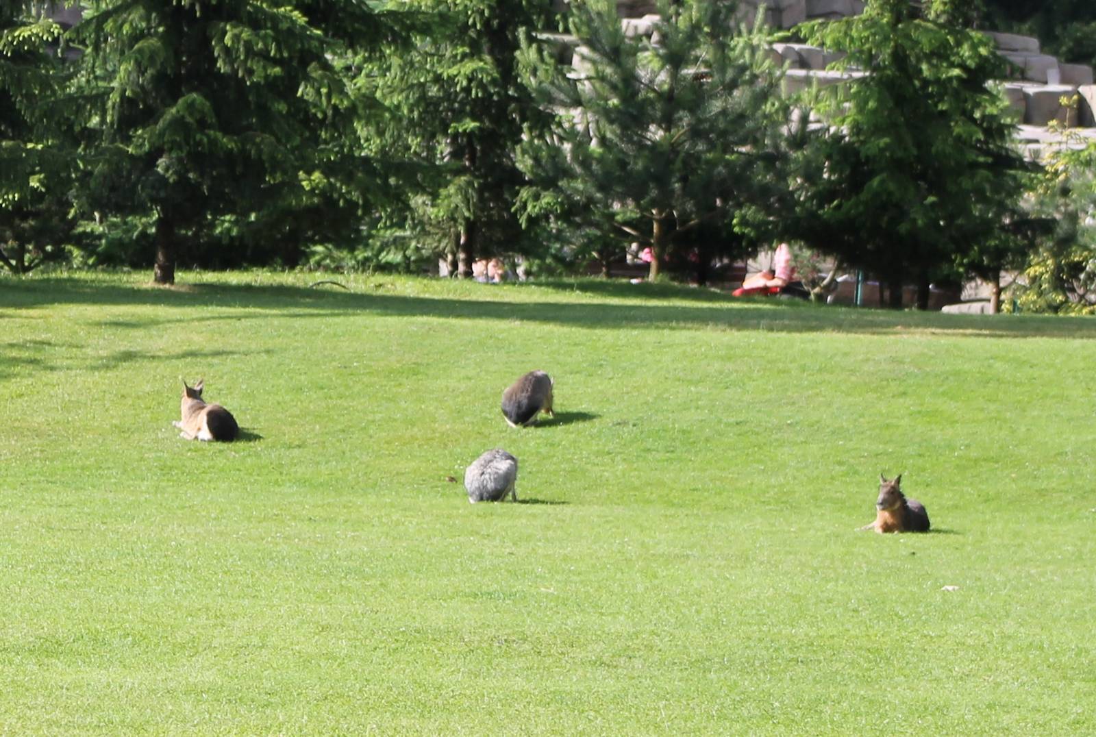 Free-ranging Patagonian cavy's