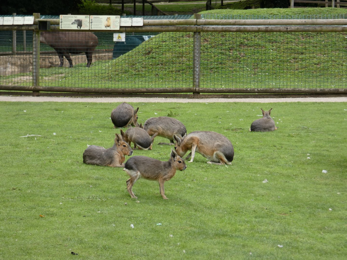 Free-ranging Patagonian mara