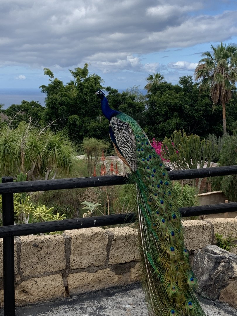 Free ranging peacock and general view