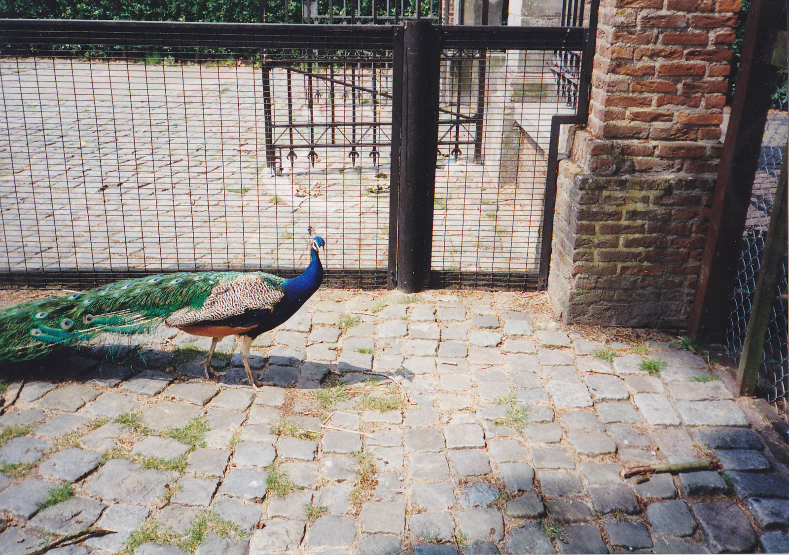 Free-ranging Peacock-cock