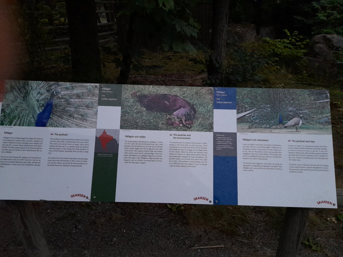 Free-ranging peacock information signs