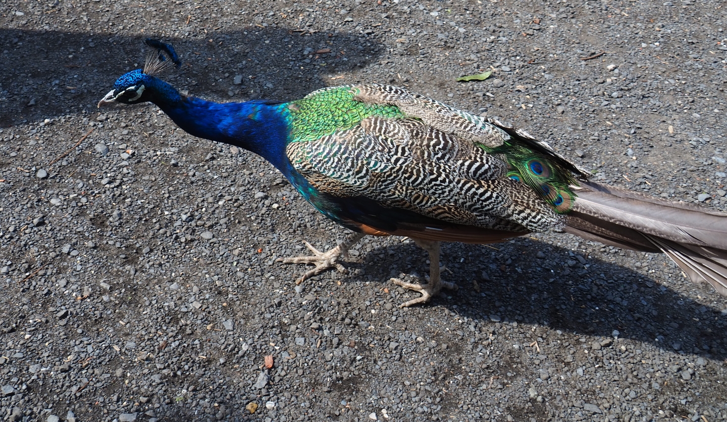 Free-ranging peacock