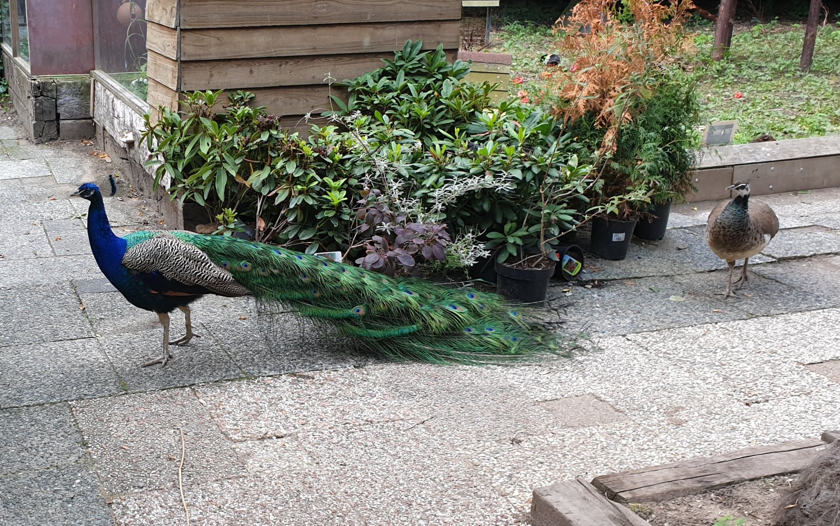 Free-ranging Peacocks