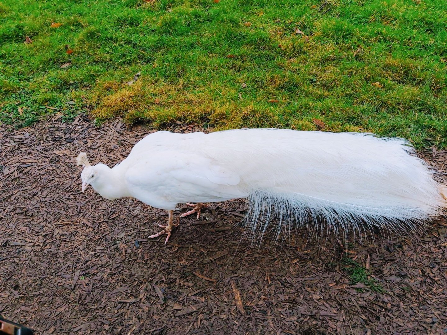 Free ranging peafowl 200225