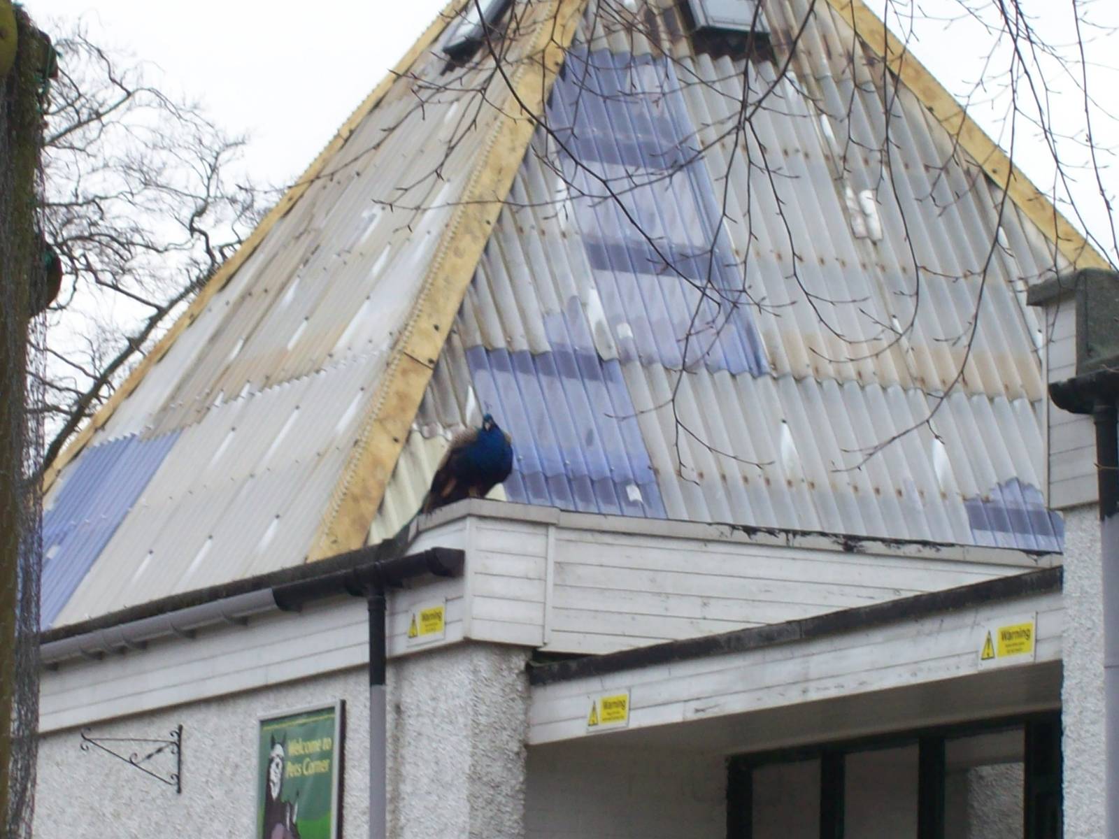 free ranging peafowl(pavo christatos)