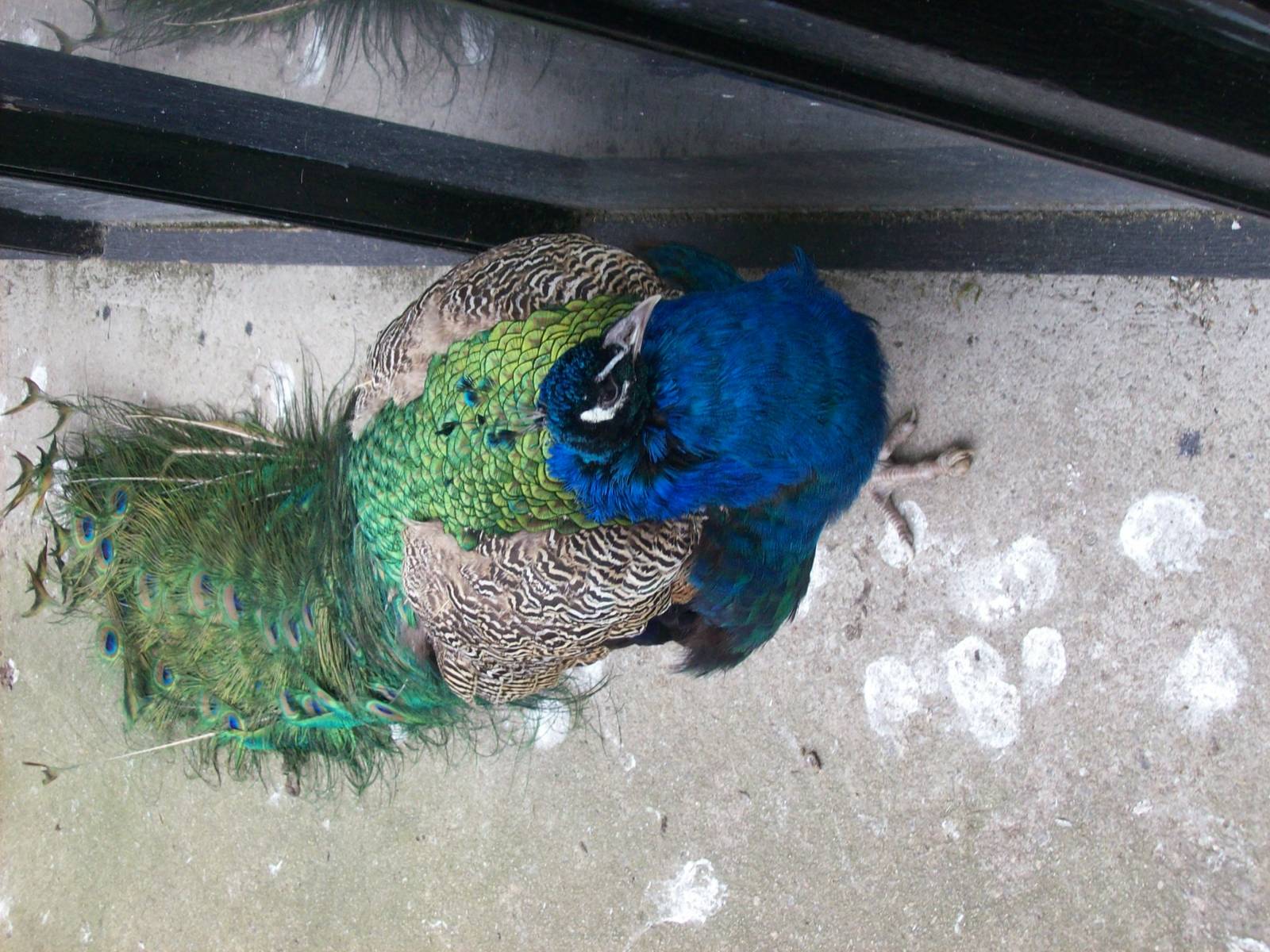 free ranging peafowl
