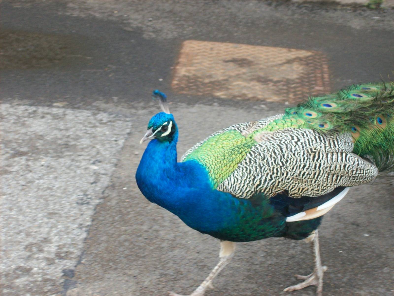Free-ranging peawfowl