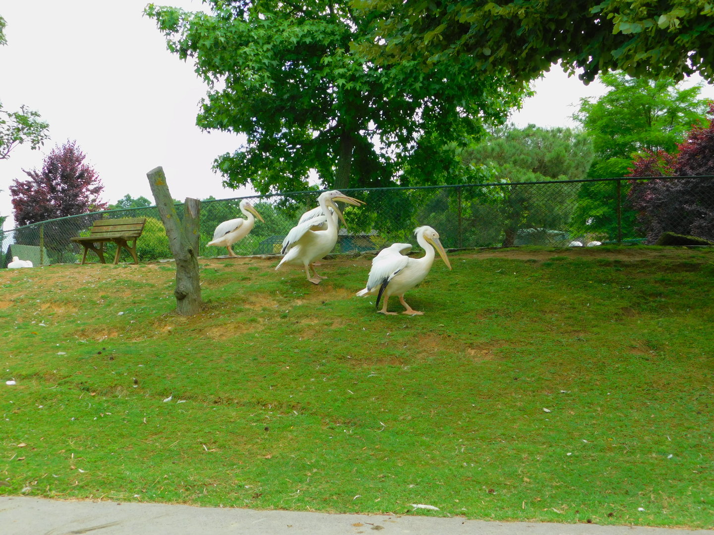 Free Ranging Pelicans