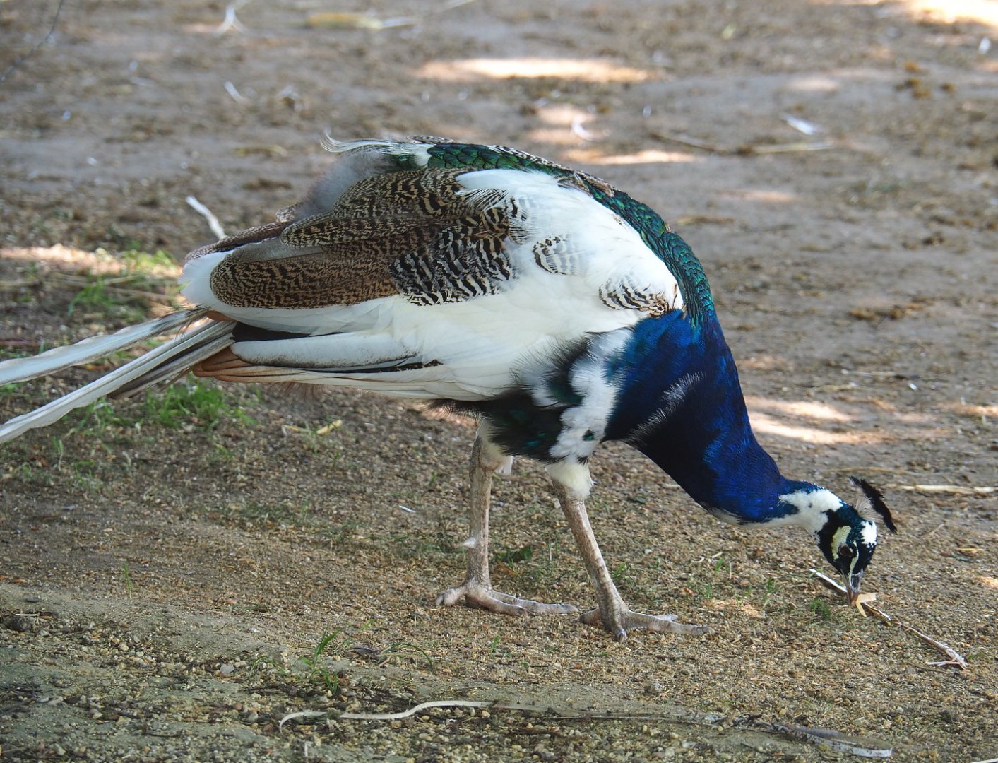 Free-ranging Pied blue peacock rooster (Pavo cristatus), 2021-09-02