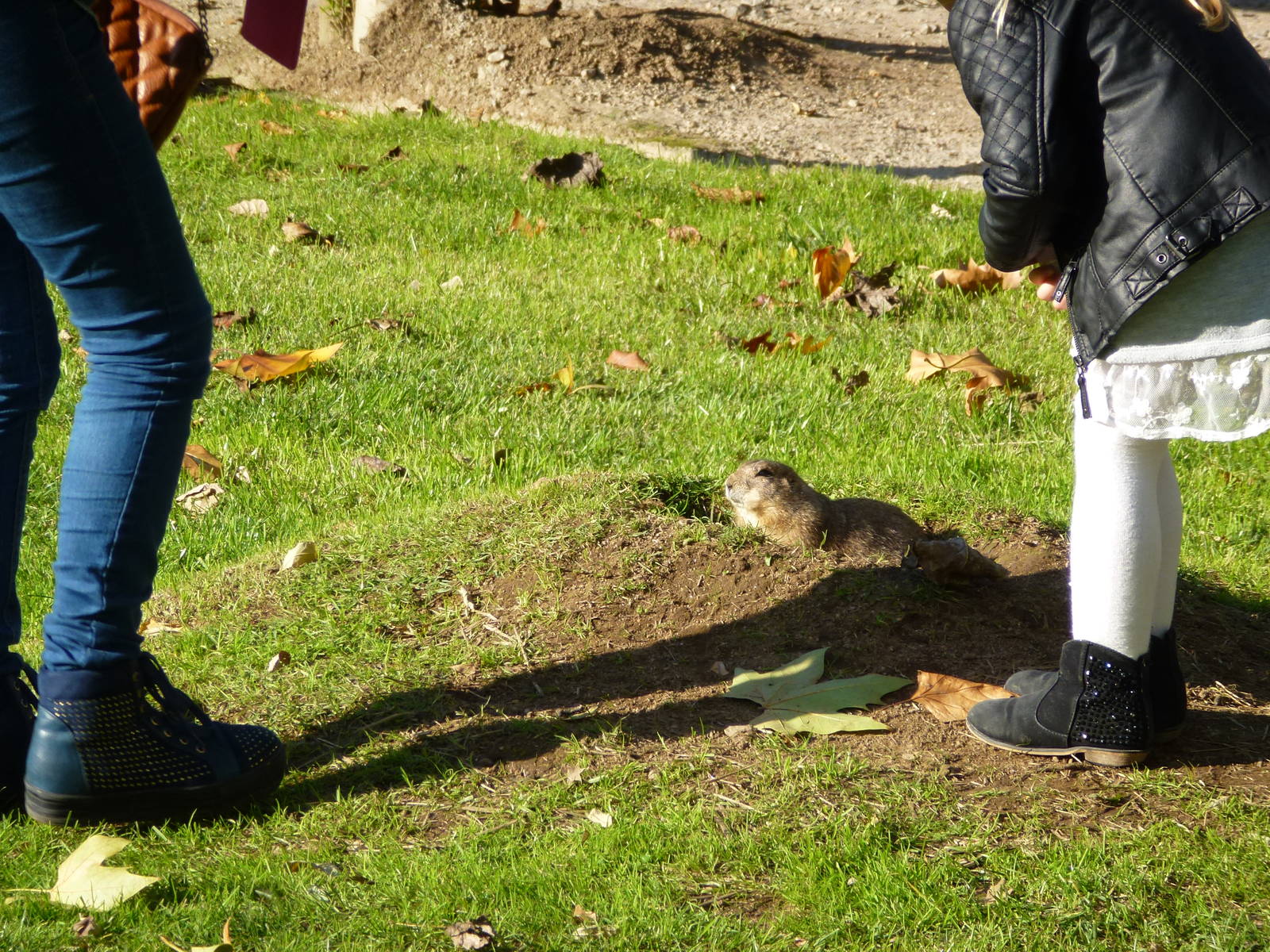 Free-ranging prairie dog, November 2013.