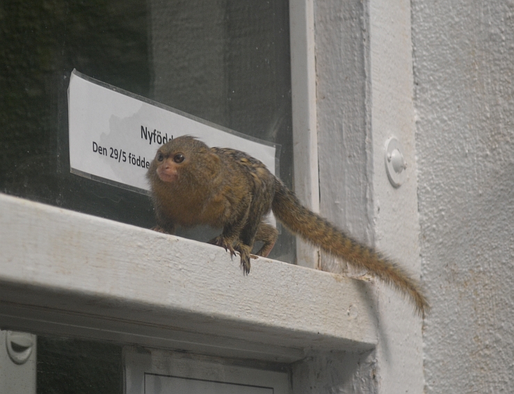 Free ranging pygmy marmoset
