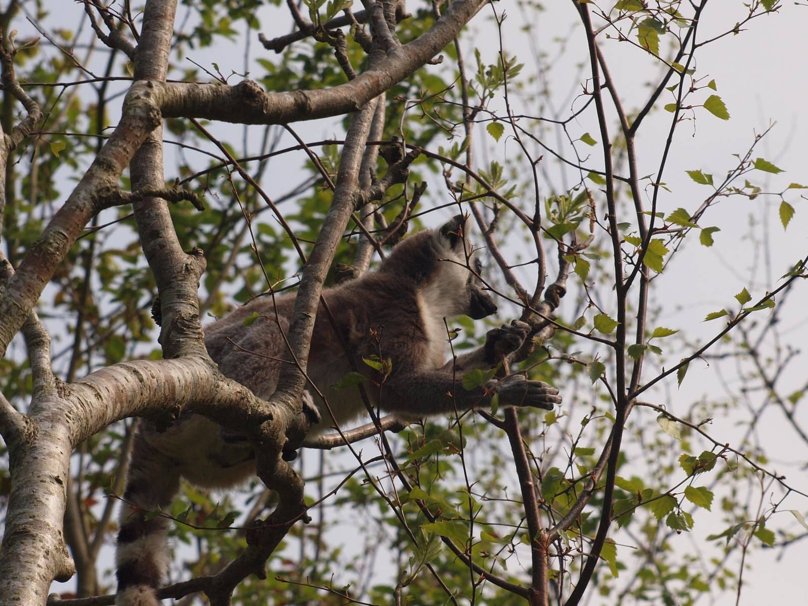 free ranging R.T lemur