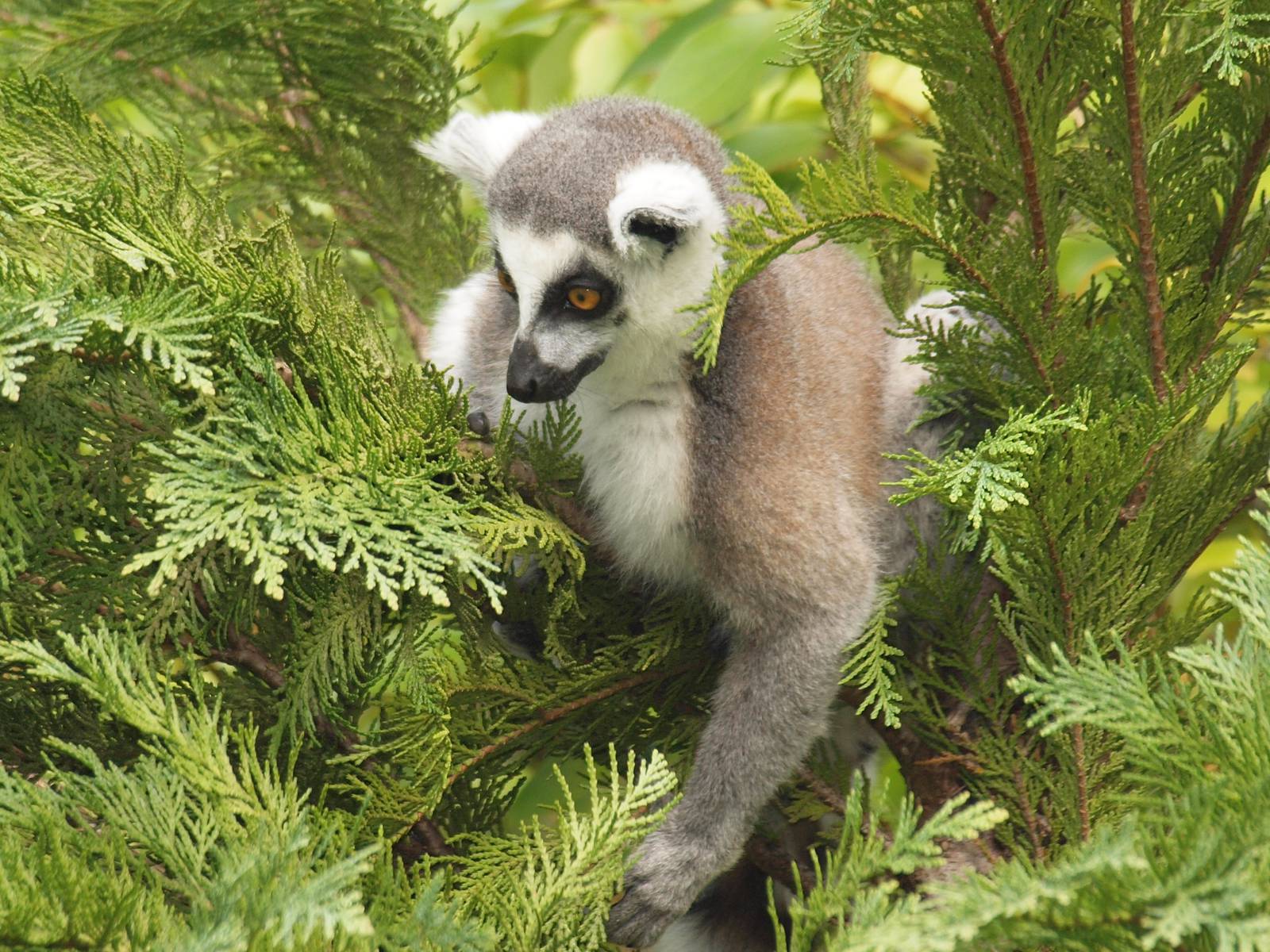 free ranging R.T.lemur