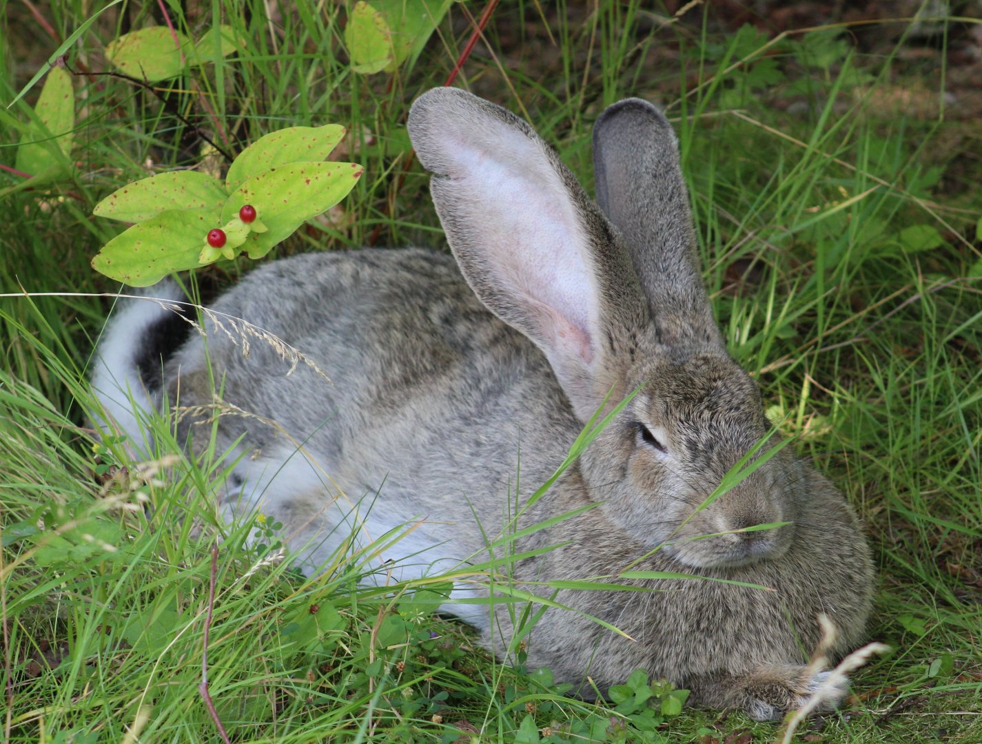 Free-ranging Rabbit