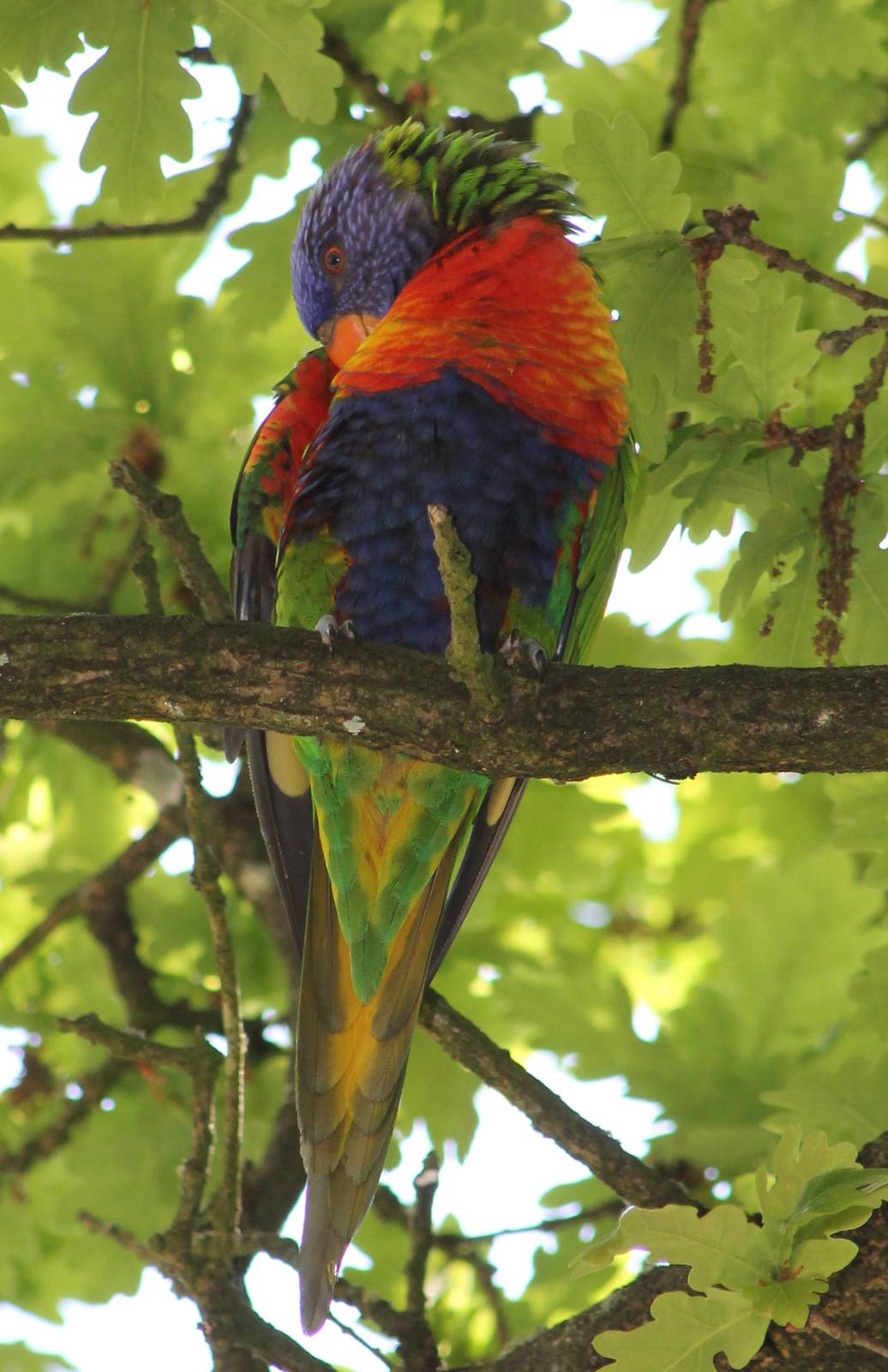 Free-ranging Rainbow Lorikeet
