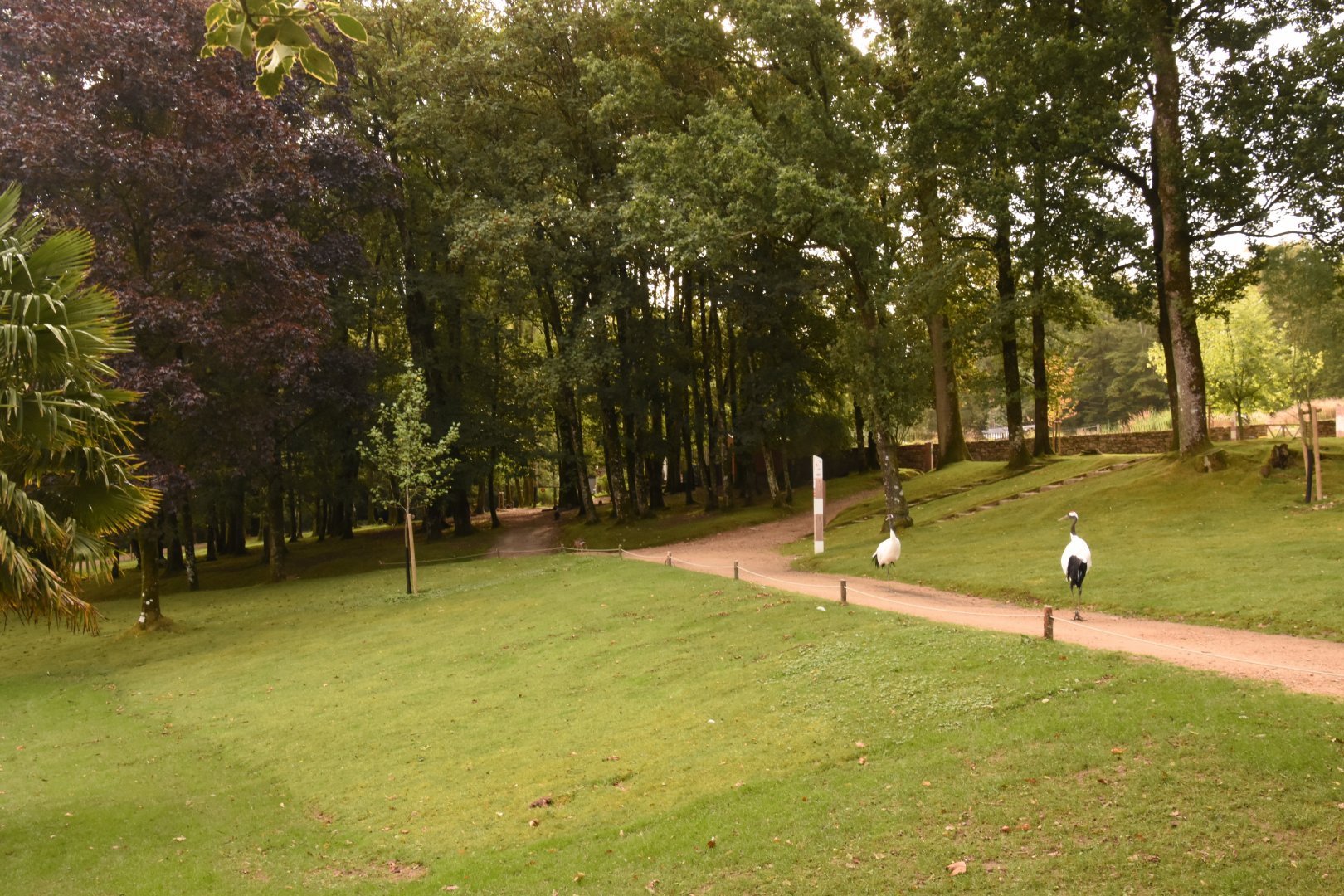 free-ranging Red-crowned cranes