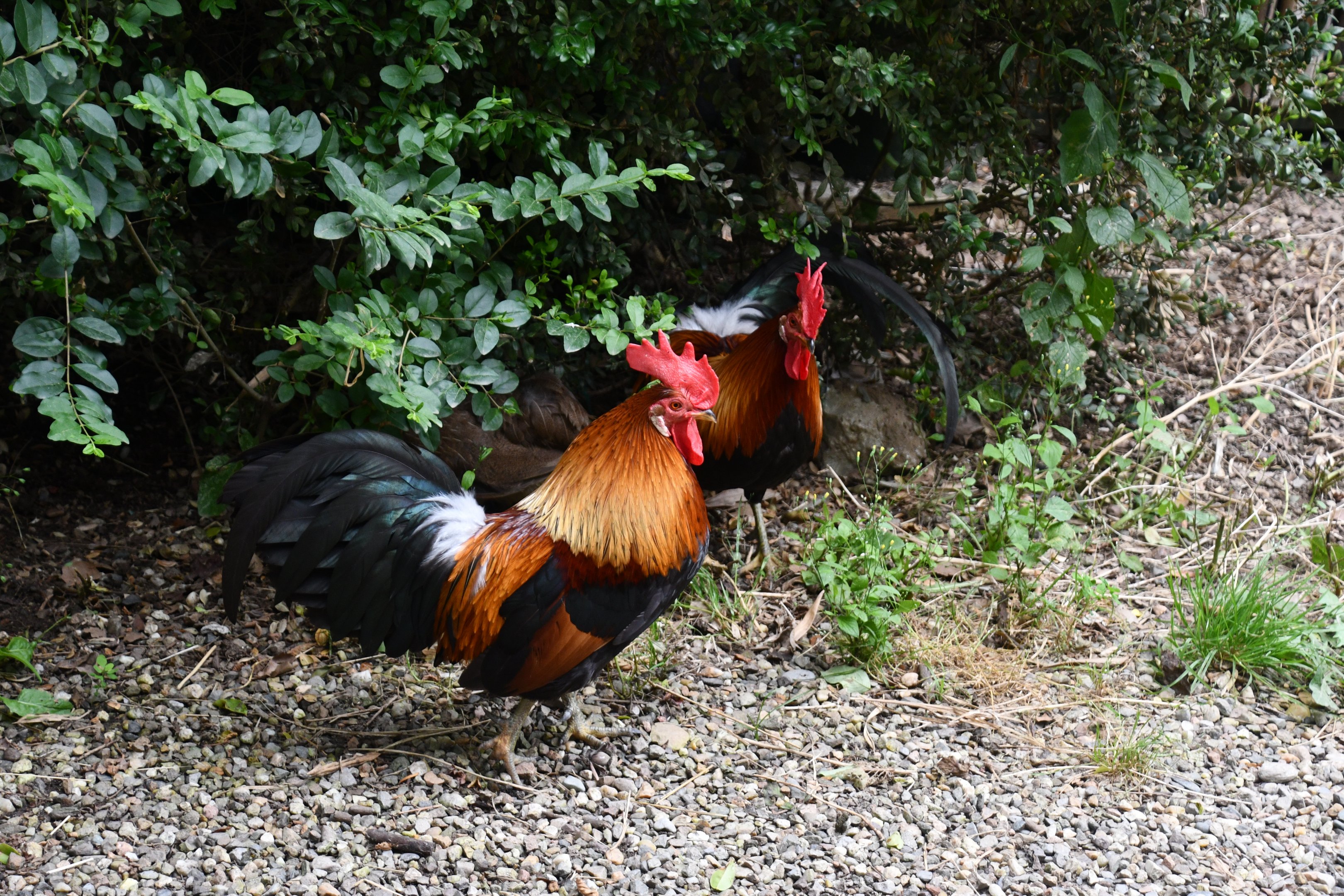 free-ranging Red Junglefowl