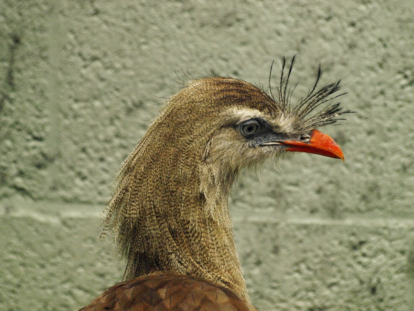 Free ranging Red-legged seriema