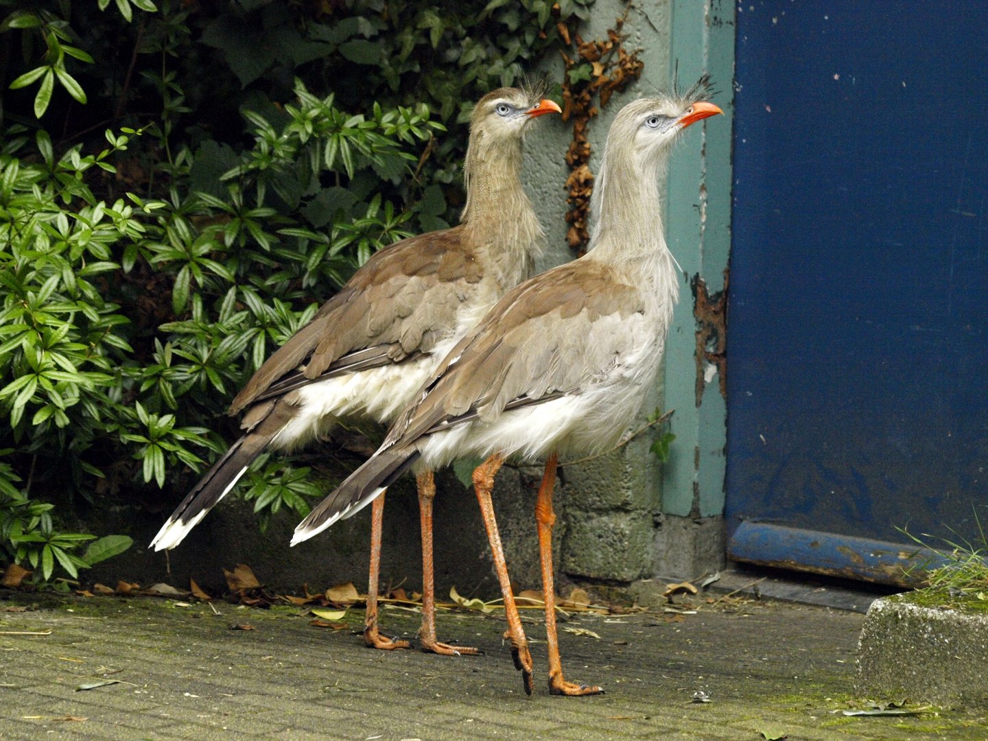 Free-ranging Red-legged seriemas