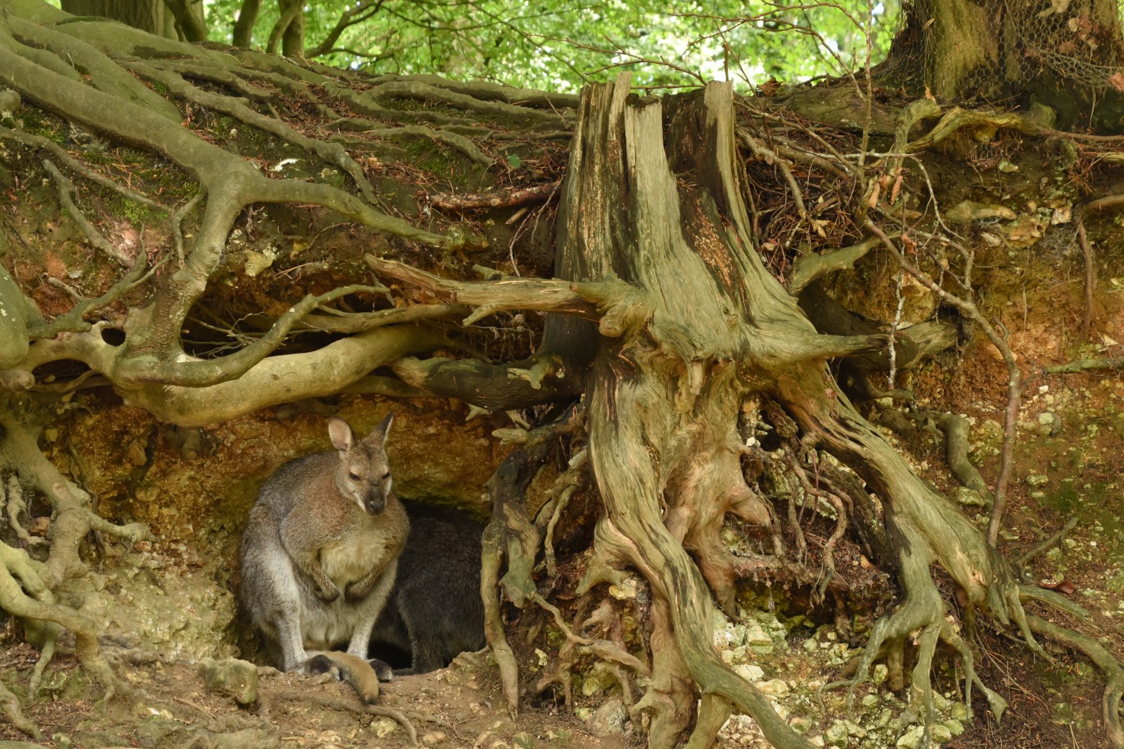 free-ranging Red-necked Wallaby