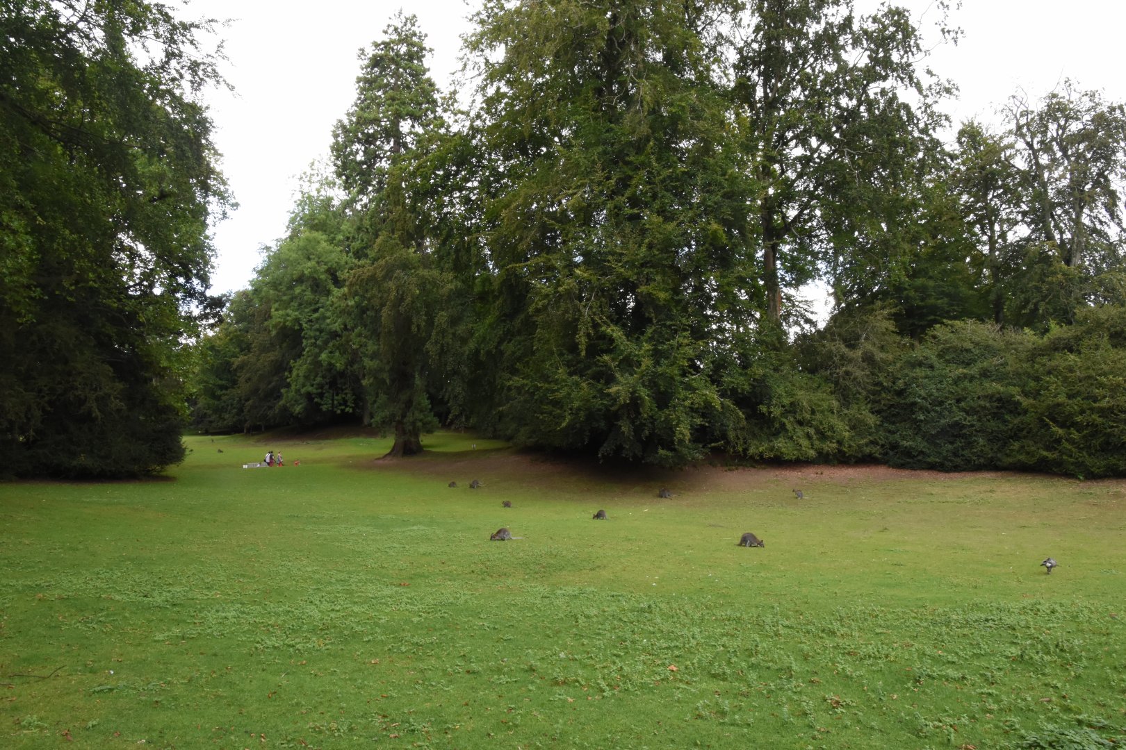 free-ranging Red-necked Wallaby