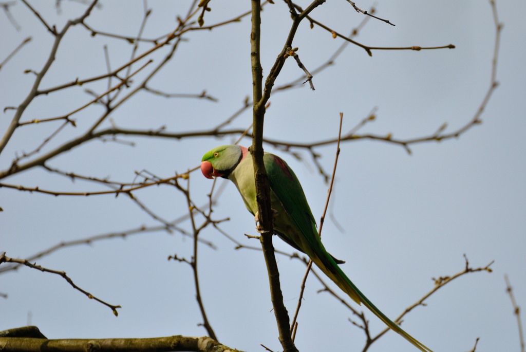 Free-ranging ring-necked parakeet