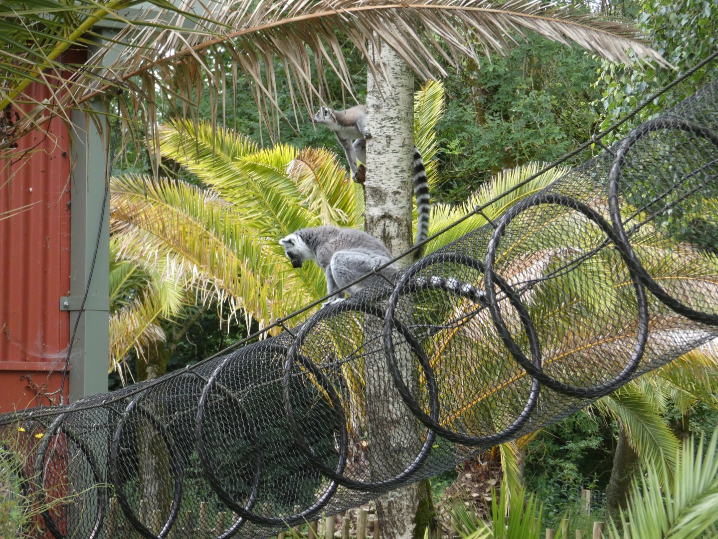 Free-ranging Ring-tailed lemur