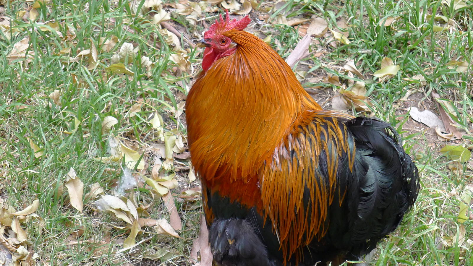 free ranging rooster