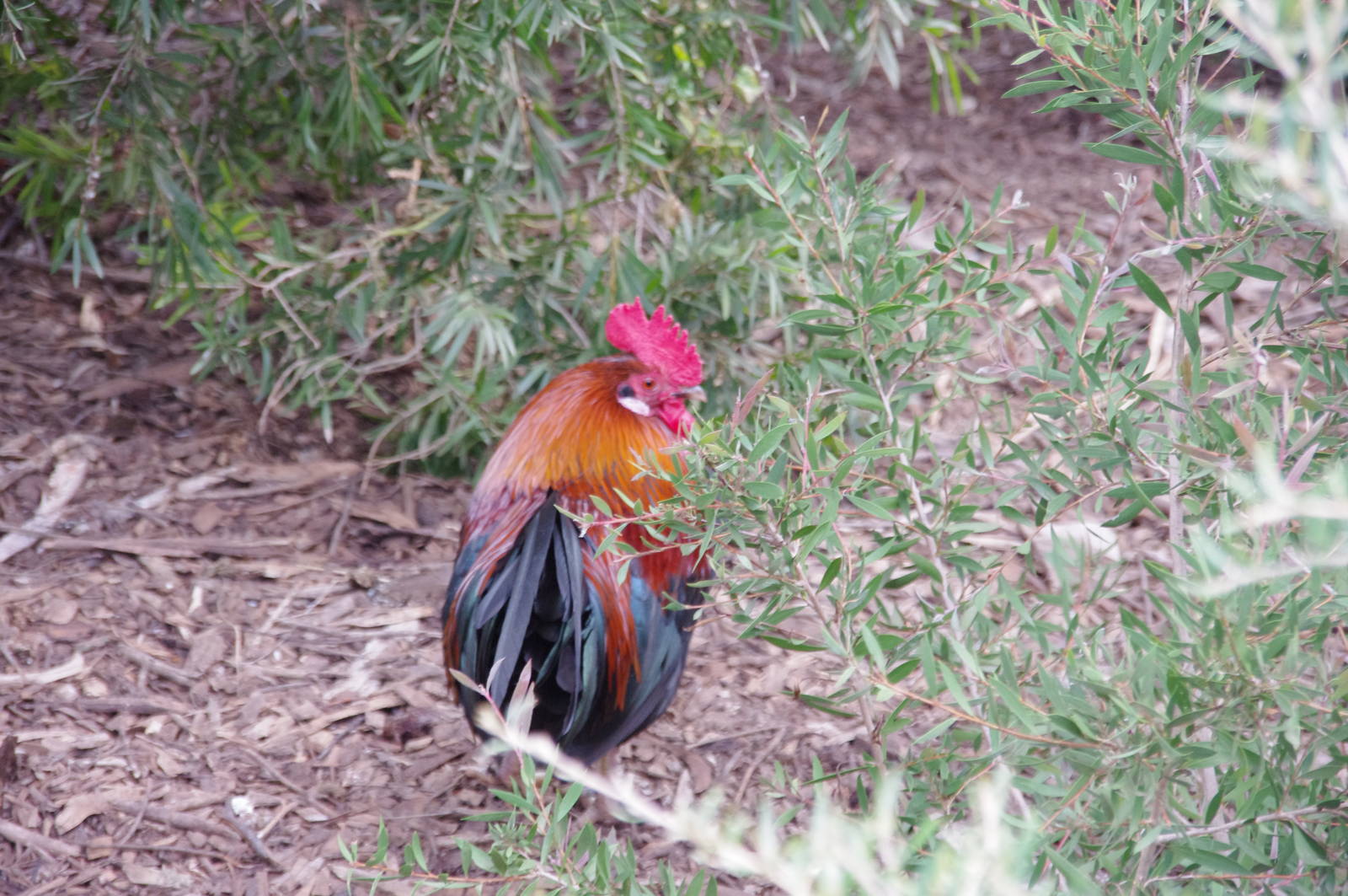 free ranging rooster