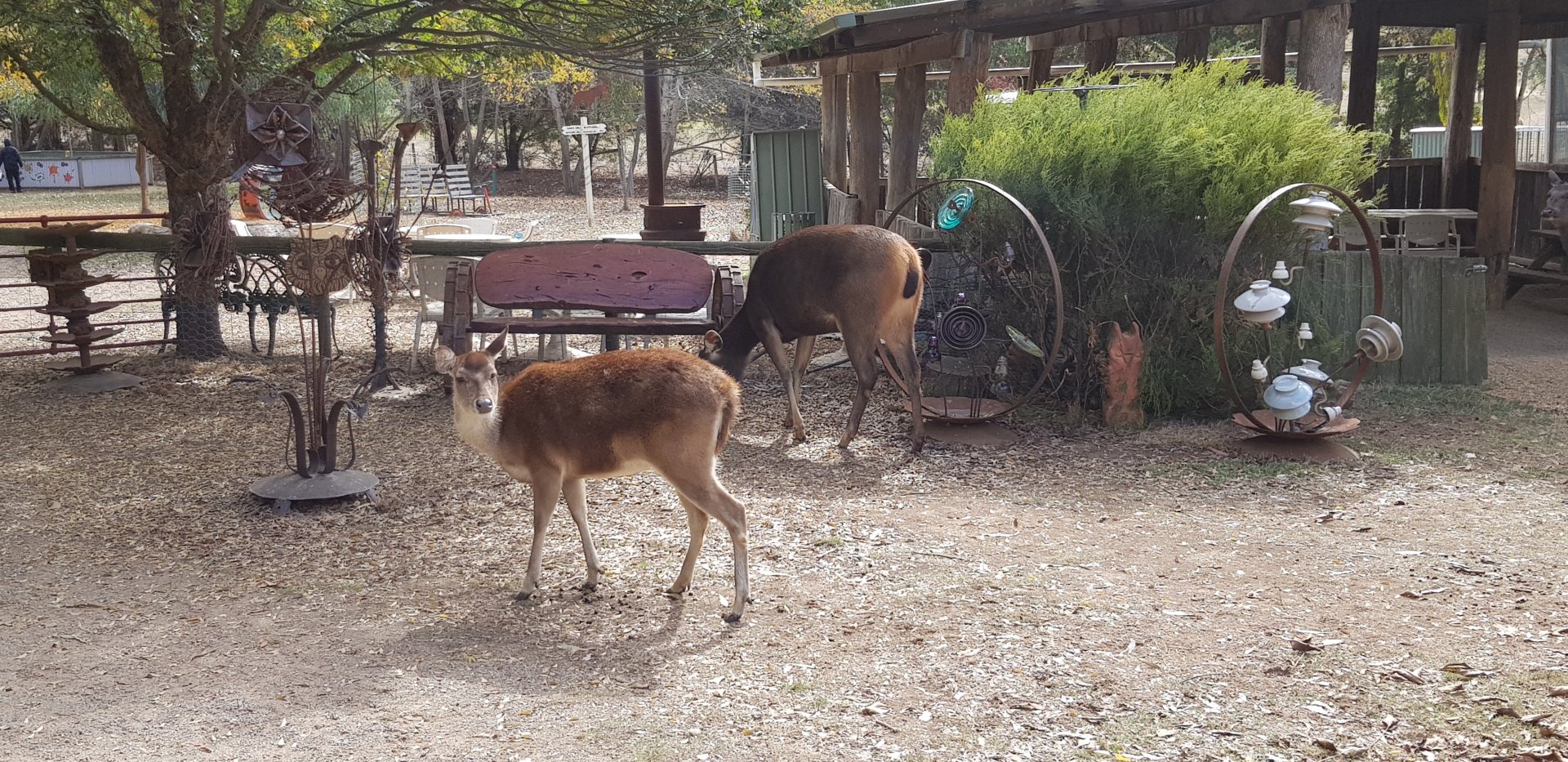 free ranging Rusa and Sambar deer