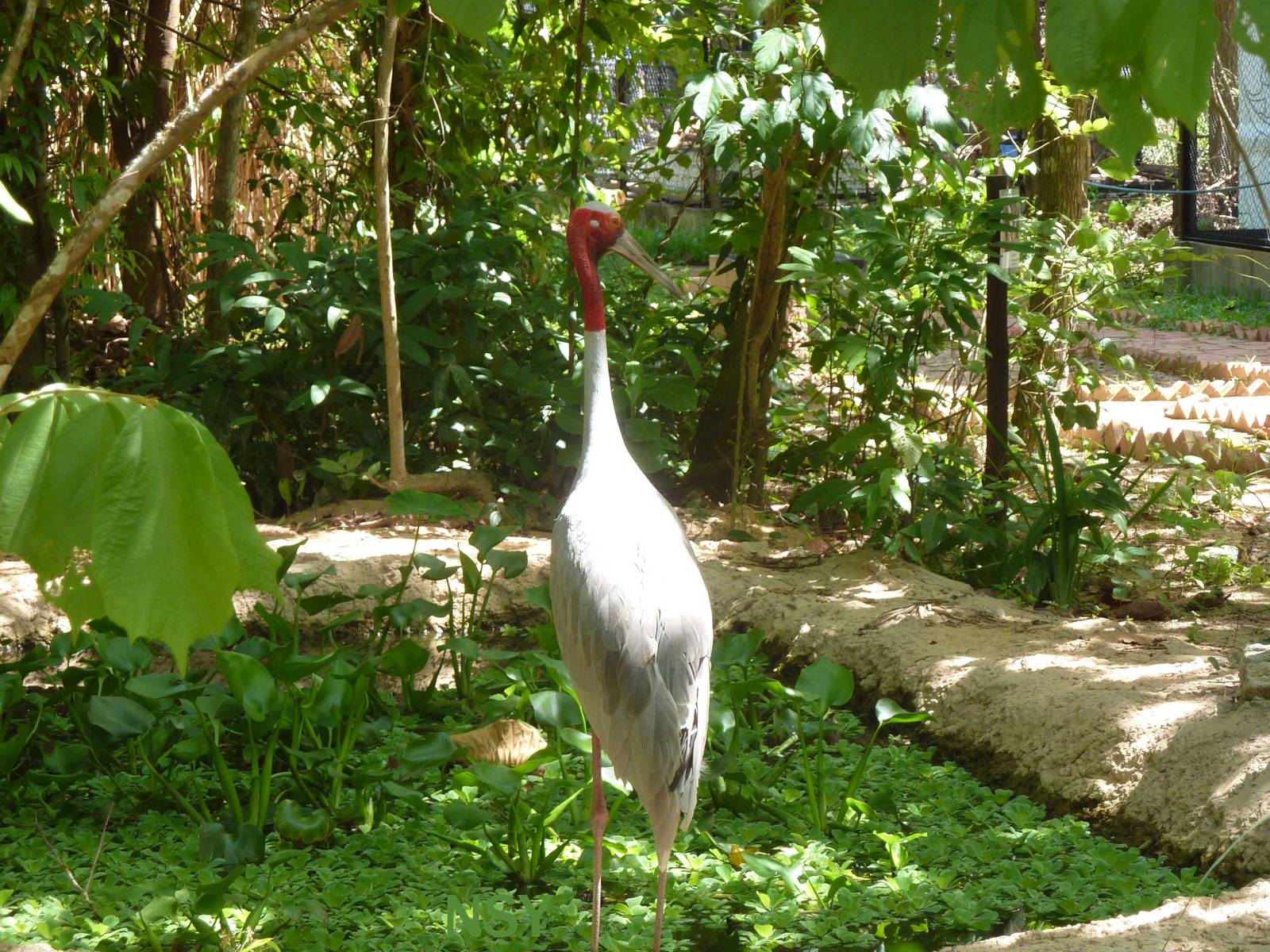 Free-ranging sarus crane, May 2013
