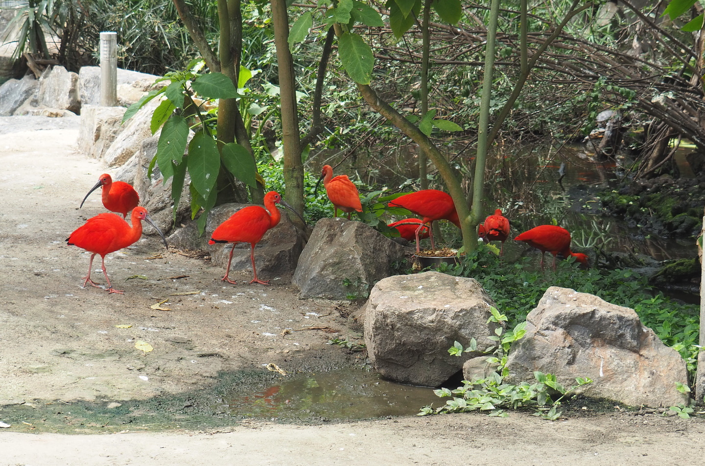 Free-ranging Scarlet ibis (Eudocimus ruber) flock in the tropical hall, 2021-06-15