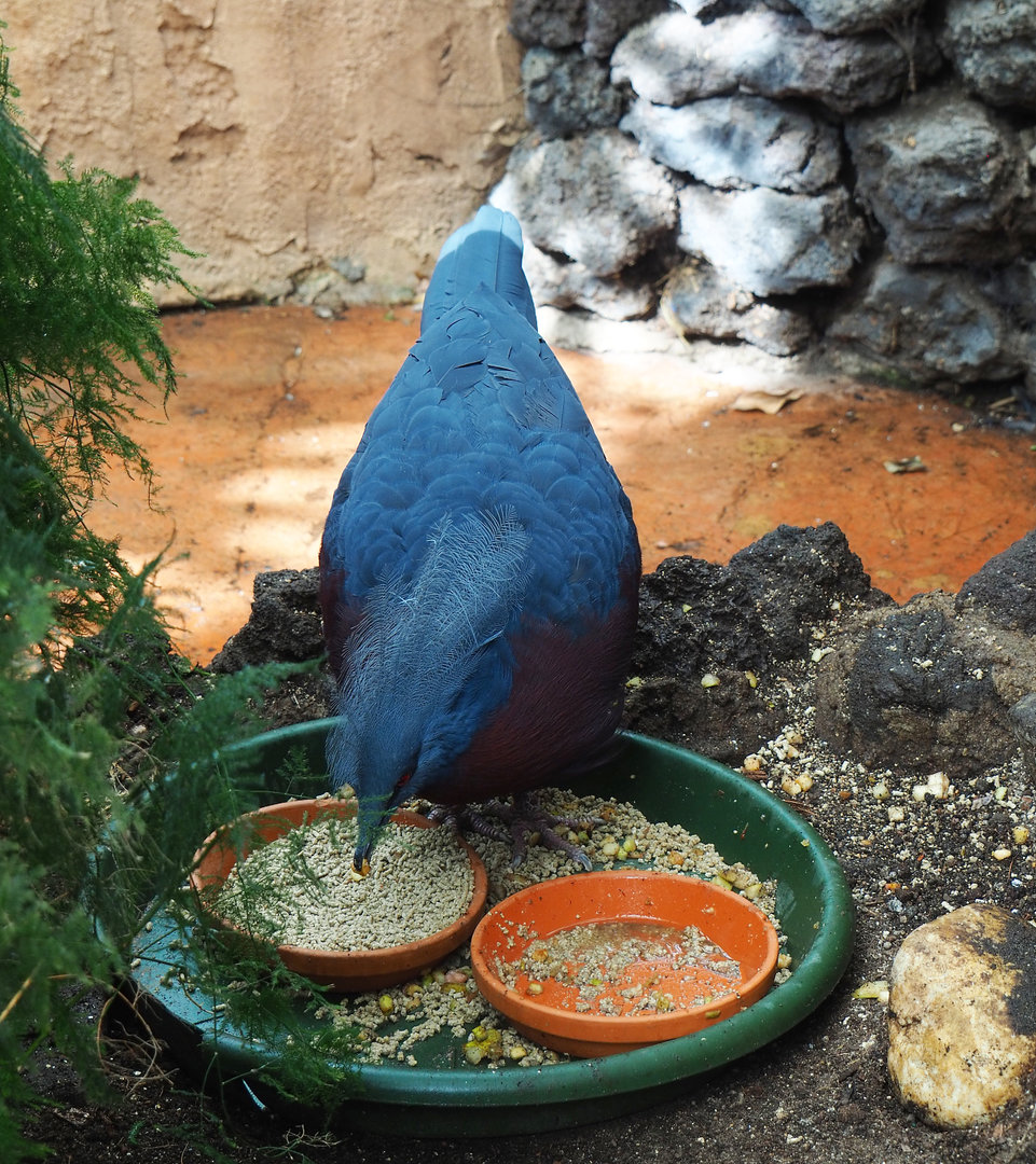 Free-ranging Sclater`s crowned-pigeon (Goura sclateri) feeding, 2022-09-14