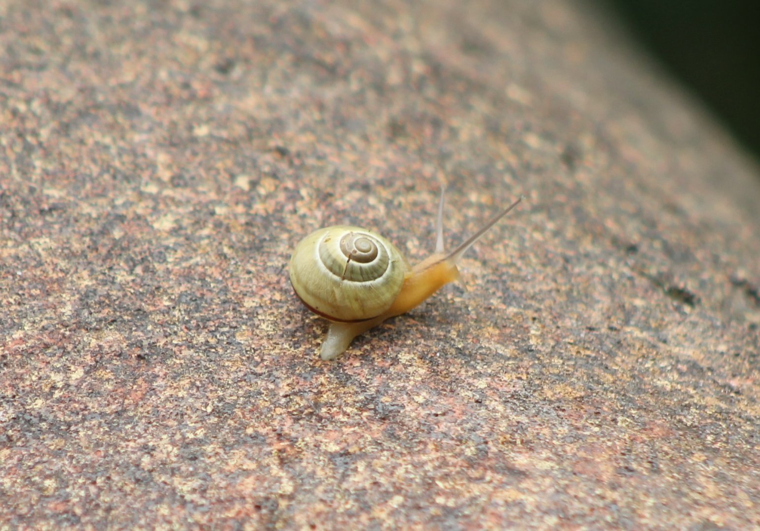 Free-ranging snail