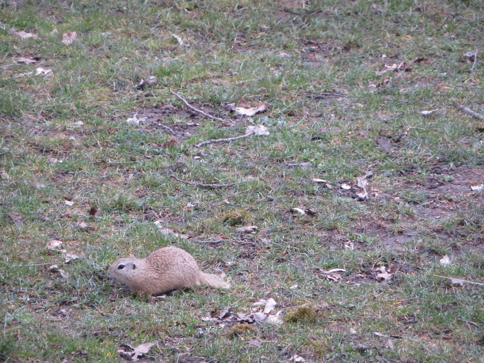 Free-ranging souslik
