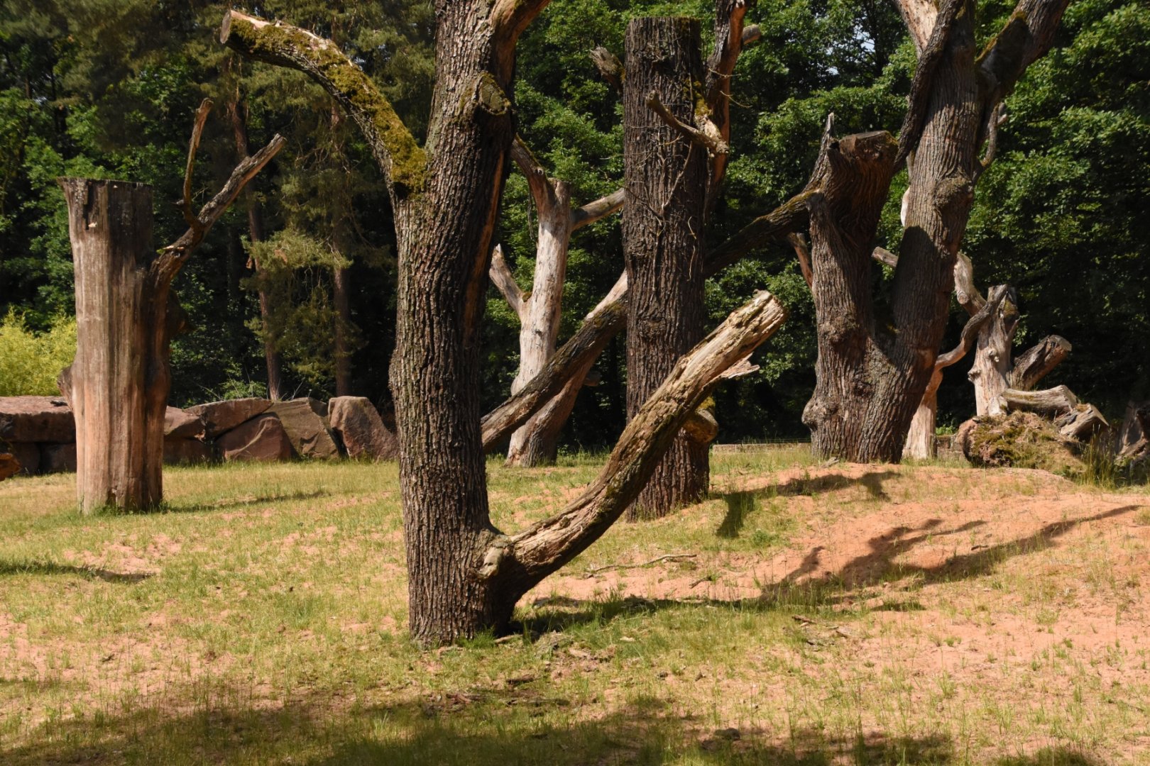 Free-ranging sousliks