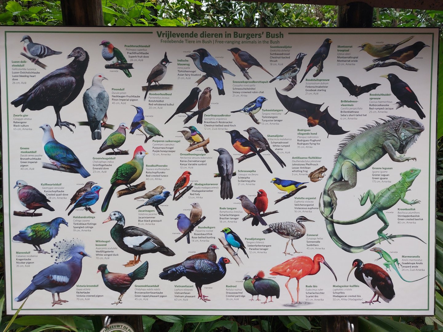 Free-ranging species Bush January 2025