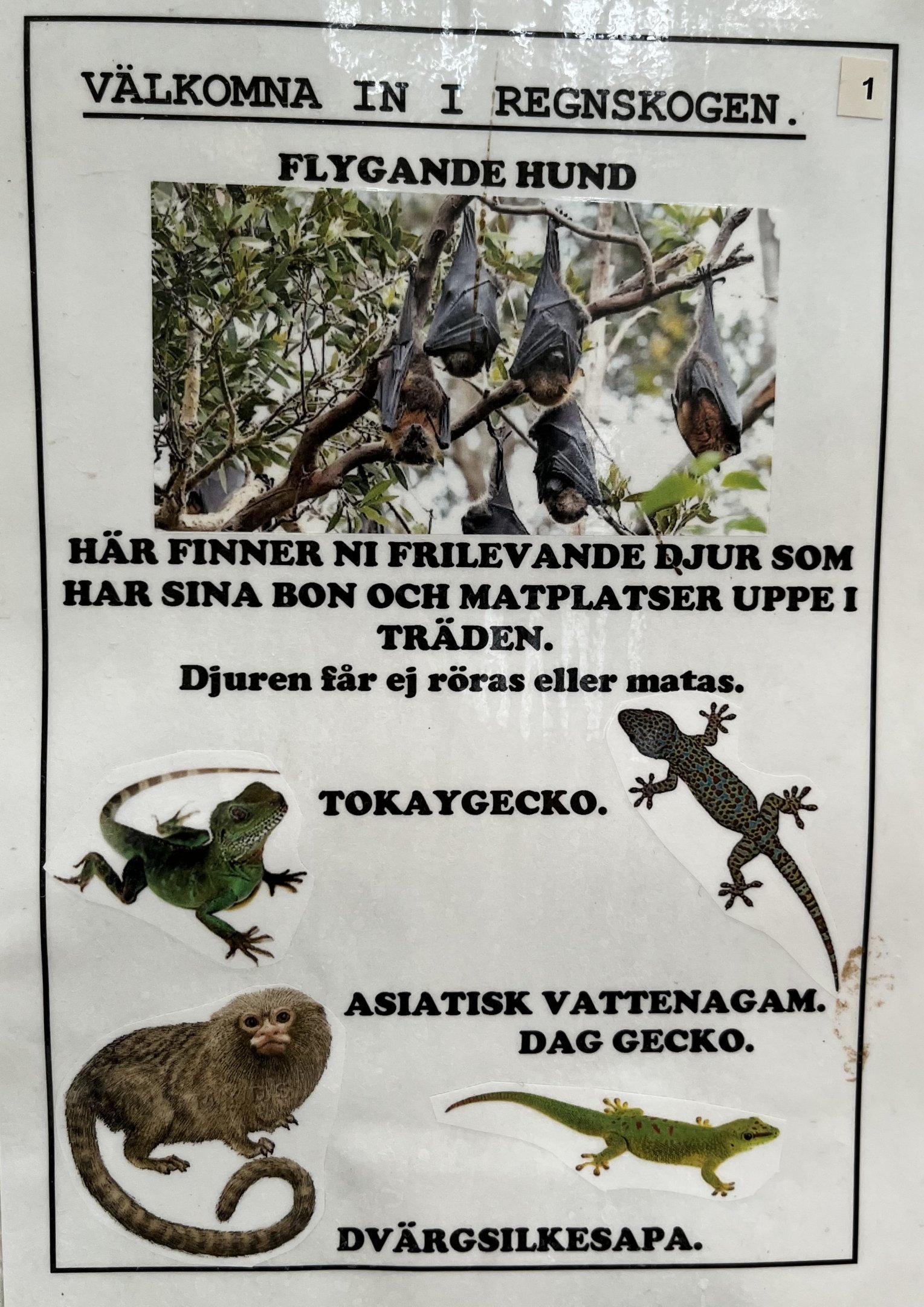 Free Ranging Species