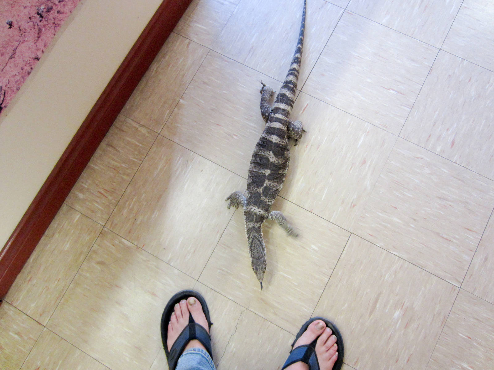 Free-ranging Spencers Monitor "Ruby"