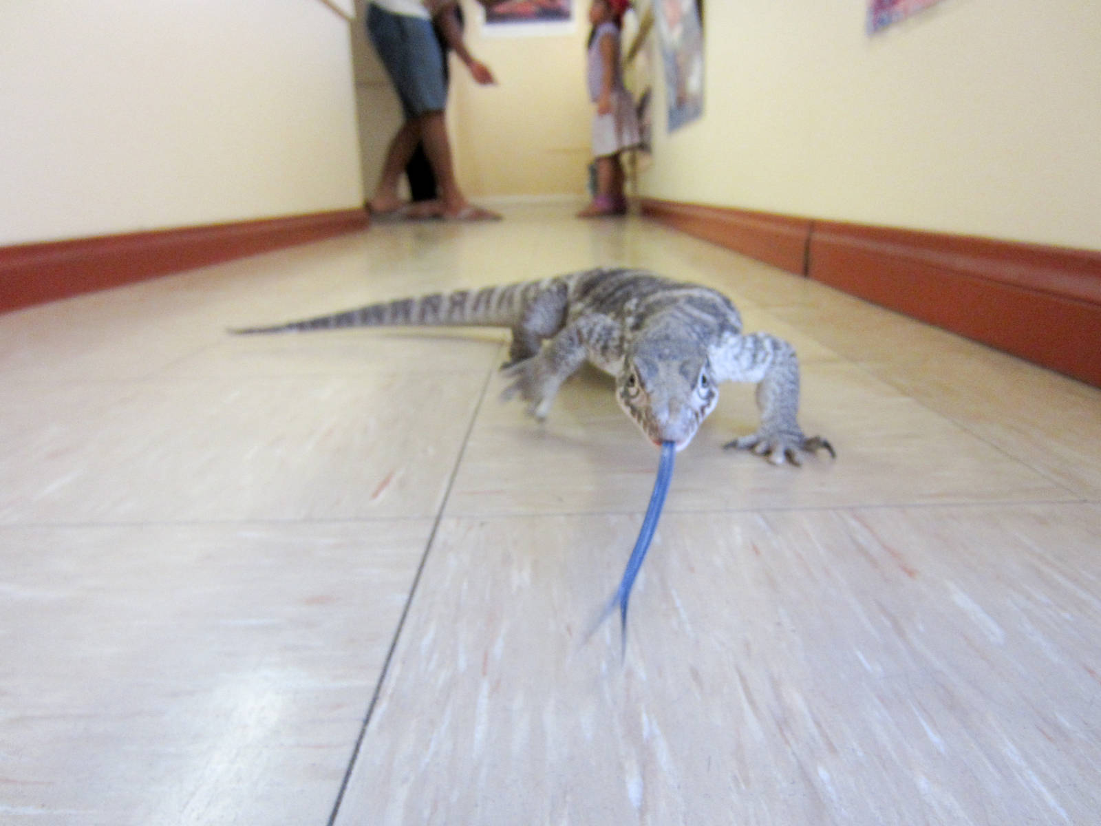 Free-ranging Spencers Monitor "Ruby"