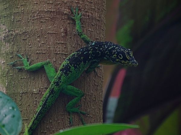 Free-ranging spotted Martinique anole