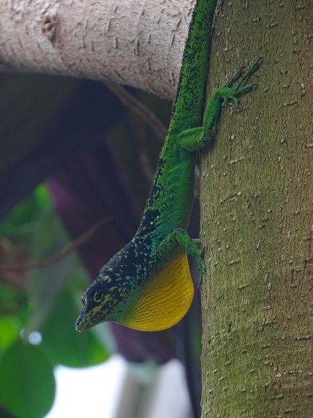 Free-ranging spotted Martinique anole