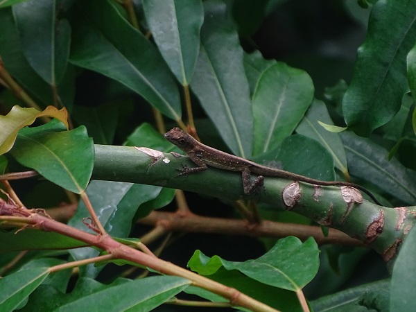 Free-ranging spotted Martinique anole