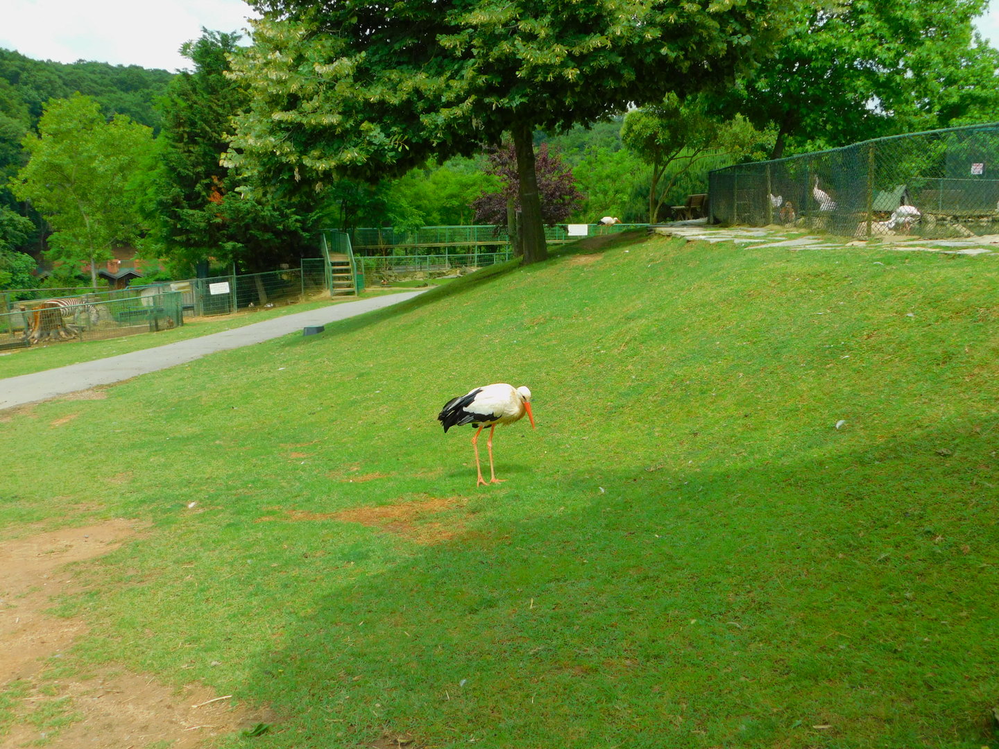 Free Ranging Stork