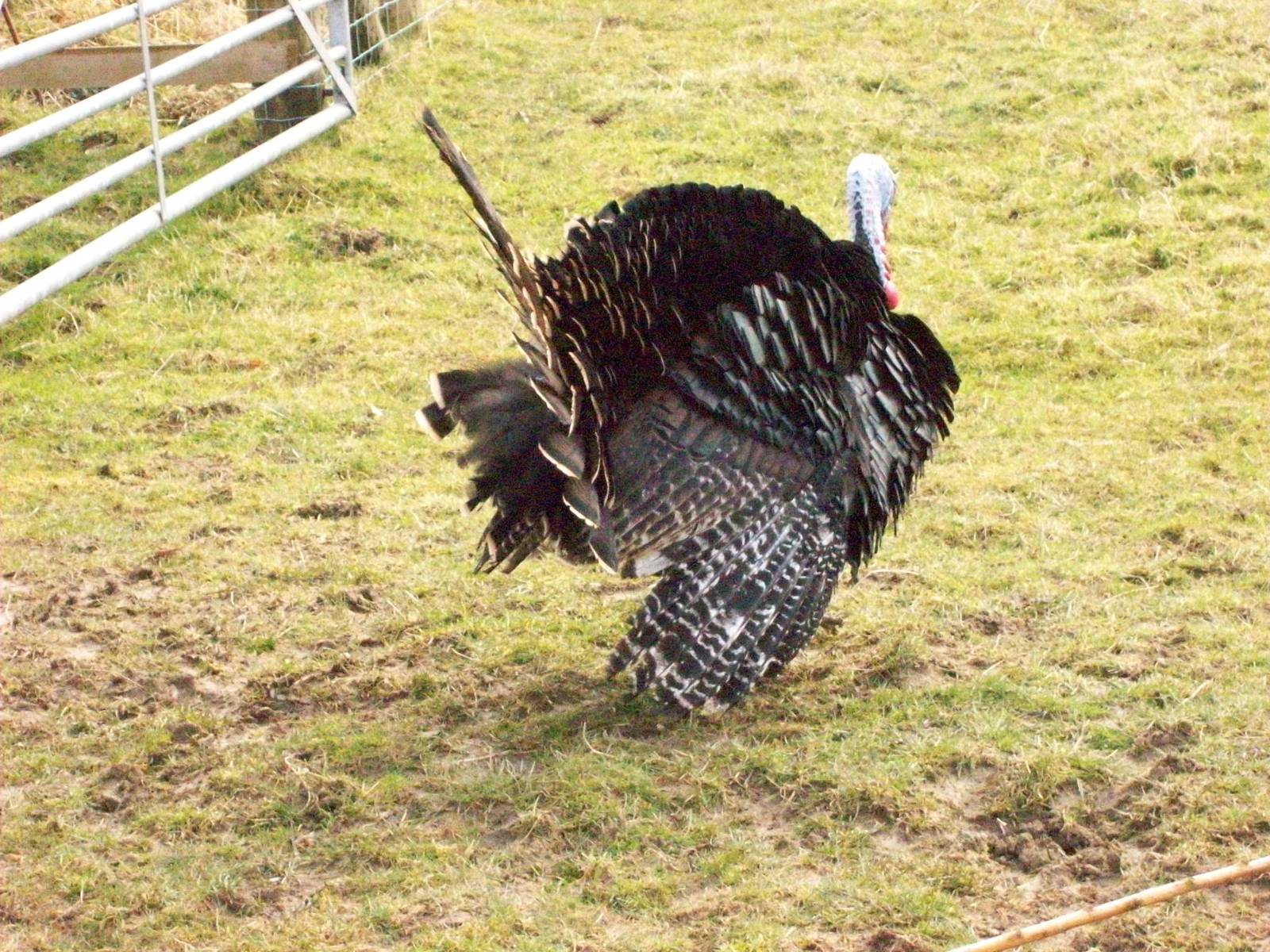 free ranging turkey